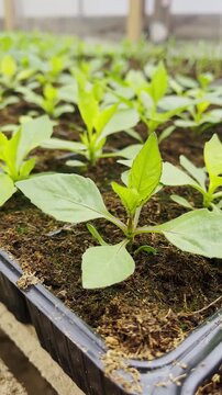 Fresh green seedlings grow in nursery tray with rich soil, soft natural light, and shallow depth of field inside greenhouse, showing healthy plant propagation, careful cultivation, and sustainable.