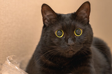 黒猫 © F.N