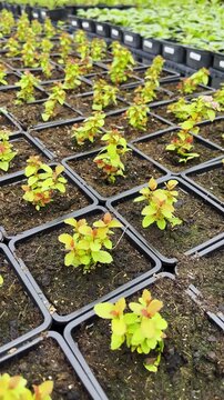 Rows of young green seedlings grow in black nursery trays filled with dark soil inside greenhouse conditions, showing organized plant propagation, cultivation, and fresh spring growth.