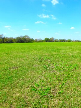 風景,河川敷, 河川敷風景, 江戸川, 江戸川河川敷, 芝生, 草原, 野原, 原っぱ, 緑, グリーン, 無人, 木立, グランド, グラウンド, ピッチ, サッカー場, 球技場, 除草, 空, 青空, 晴れ空, 秋空, 秋晴れ, 雲, 晴れ, 浮雲, 秋, 10月, 朝,屋外, 平日, 千葉県, 日本, コピースペース