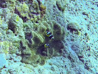 Clownfish in a sea anemone on the reef of Saint Leu, Reunion © Philippe
