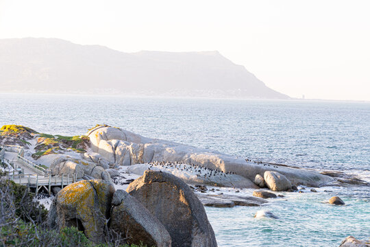 Boulders Beach penguin colony and False Bay, Cape Town, South Africa