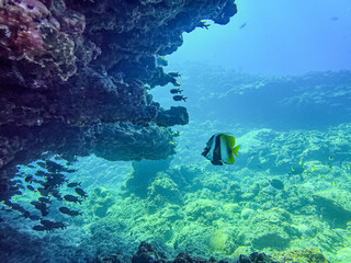 Bannerfish under a reef overhang at Saint Leu, Reunion Island © Philippe