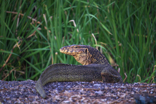 Monitor lizard resting on a wet forest floor