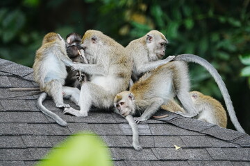 Monkeys Grooming on Roof Macaca fascicularis © Jimmy