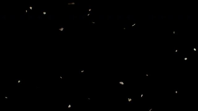 Pink rose petals drift and tumble through the air in an elegant close-up, filmed at 1,000 frames per second. The slow-motion footage captures their delicate movement, creating a romantic floral visual