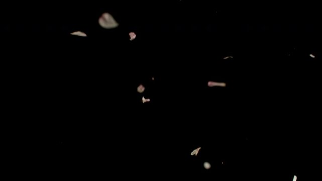 Pink rose petals drift and tumble through the air in an elegant close-up, filmed at 1,000 frames per second. The slow-motion footage captures their delicate movement, creating a romantic floral visual
