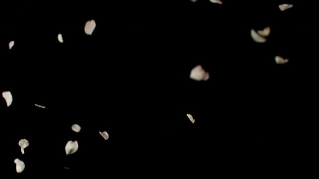 Pink rose petals drift and tumble through the air in an elegant close-up, filmed at 1,000 frames per second. The slow-motion footage captures their delicate movement, creating a romantic floral visual