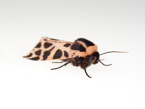 Cymbalophora pudica: The Pink and White Tiger Moth