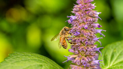eine Biene an einer Blüte © jsr548