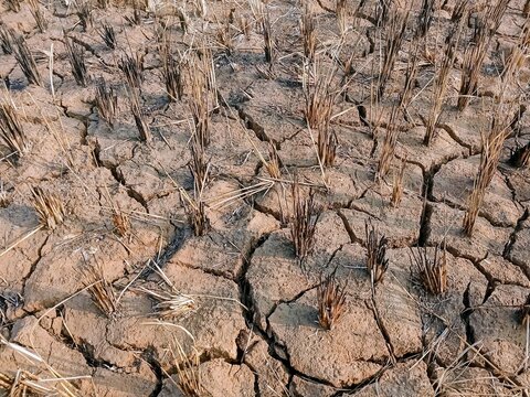 Top view of cracked dry earth and rice straw stubble in a paddy field during a severe drought season.