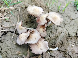 Wild mushrooms growing on natural organic soil in ground close up shot © Sajid
