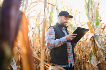 Farmer inspecting corn crop in golden cornfield at sunset