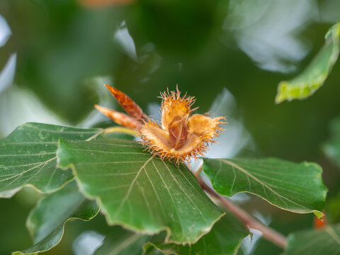 Zu sehen ist eine Nahaufnahme eines kleinen Zweigs einer Rotbuche (Fagus sylvatica) mit einer ge&ouml;ffneten Frucht, in der sich reife Bucheckern befinden.