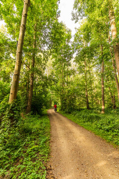 Ein Fahrradfahrer f&auml;hrt auf einem Waldweg durch einen wundersch&ouml;nen gr&uuml;nen Wald im Sommer an der M&uuml;ritz bei Klink