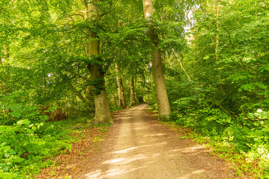 Ein Waldweg f&uuml;hrt durch einen wundersch&ouml;nen gr&uuml;nen Wald im Sommer an der M&uuml;ritz bei Klink