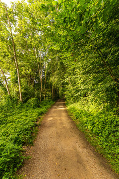 Ein Waldweg f&uuml;hrt durch einen wundersch&ouml;nen gr&uuml;nen Wald im Sommer 