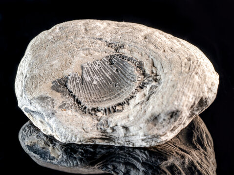 Fossilized shell imprint in sedimentary stone close up