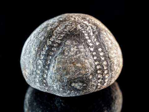 Fossilized sea urchin echinoid macro on black background