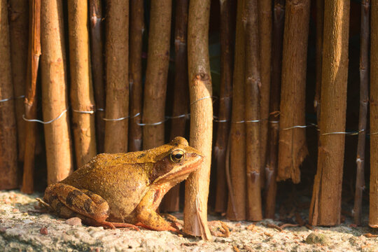 European common brown frog (Rana temporaria).