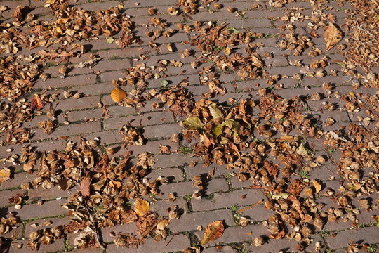 Close up autumn leaves, beechnuts, fruit shells of beechnuts, opened seed pods on the street. October, Netherlands.