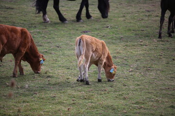 Cows and horses grazing in the countryside of Pescasseroli, Abruzzo, Italy © Massimiliano