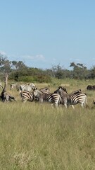 Zebras and wildebeest grazing in Botswana savanna © Arina