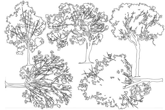 comprehensive set of black and white line art illustrations featuring various deciduous trees in elevation and top-down views. This versatile vector collection of architectural landscape elements is i