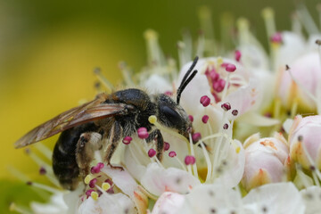 Macro shot of a small dark female Andrena dorsata mining bee collecting nectar and pollen on blooming white flowers in a sunny garden during spring © Henk