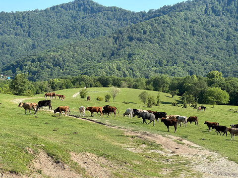 Cattle herd on a mountain pasture, Sochi, Russia