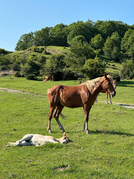 Horses grazing and resting on a meadow, Sochi, Russia