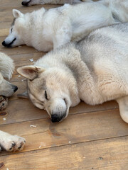 White husky dogs sleeping on wooden deck, Rosa Khutor, Russia © tm4r