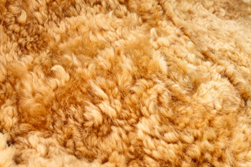 Close up of warm golden animal fur, curly wool fleece showing soft fibers curls textile texture background. Ideal for textile, fashion, interior design, premium material concepts. © IKT224
