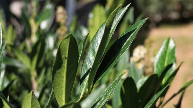 dark green leaves of schipka cherry laurel prunus laurocerasus in bright sunlight video