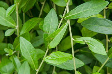 Fresh green leaves on a plant stem in a garden with close up view of healthy foliage © mega