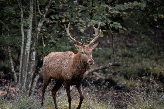 Brame du cerf