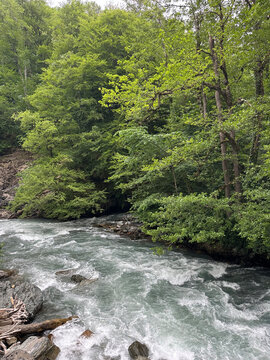 Rushing mountain river in green forest, Caucasus, Russia