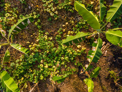 Aerial Top-Down View of Banana Trees and Mixed Garden Vegetation in Purwokerto, Central Java, Indonesia.