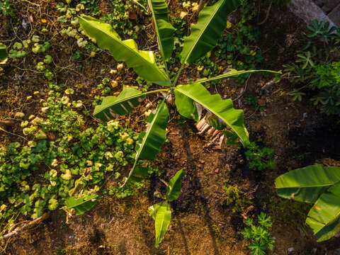 Aerial Top-Down View of Banana Trees and Mixed Garden Vegetation in Purwokerto, Central Java, Indonesia.
