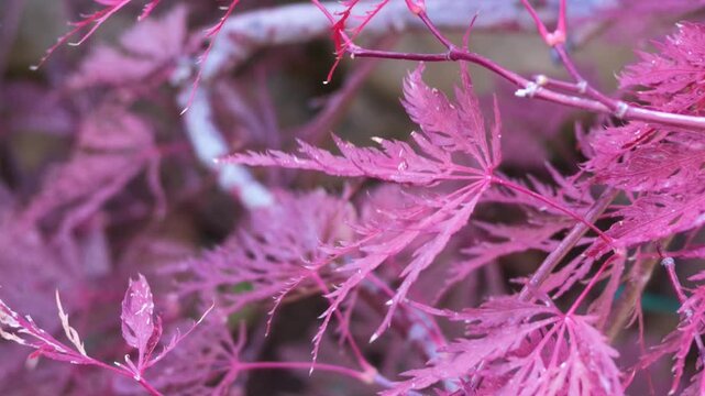 vivid red leaves of japanese red leaf maple acer palmatum atropurpureum against blurred background video