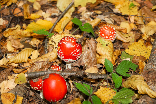 Bright red fly agaric mushrooms with white spots grow among golden fallen leaves in an autumn forest. The forest floor is covered with dry twigs and yellow leaves highlighting wild nature's beauty. 