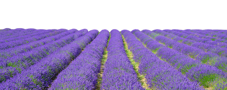 Field of lavender isolated on a transparent PNG background.