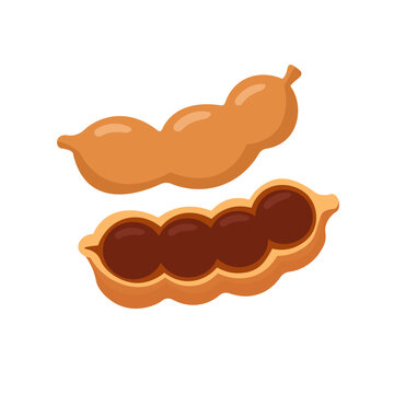 Flat Vector Illustration of Fresh Tamarind Pods for Indian Cuisine, Tropical Fruit and Food Design