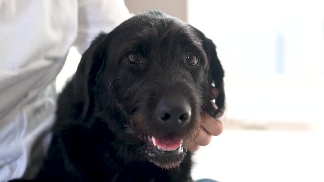 自宅で日本人男性の膝の上に抱っこで乗って甘える黒い大型犬、飼い主に体を預けてリラックスする愛犬とのスキンシップの動画カメラ目線　かわいい