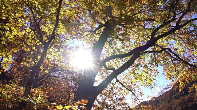 Sunlight filtering through golden autumn leaves