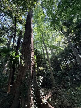 Looking up at a tall tree trunk in a lush green forest with sunlight