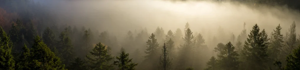 Aerial View of a Misty Autumn Forest in the Mountains © Lukas Gojda