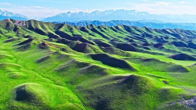 Aerial view of rolling green hills and alpine pastures with distant snow-capped mountains in Xinjiang, China.