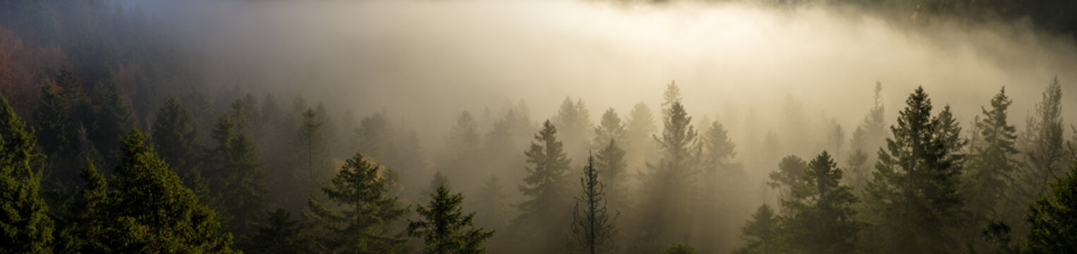 Aerial View of a Misty Autumn Forest in the Mountains