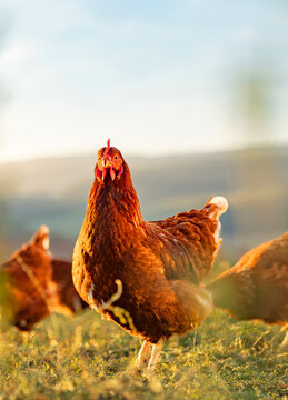 Free-Range Hens Grazing on Grass in Soft Morning Light